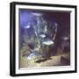 Common Sunfish-null-Framed Photographic Print