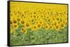 Common Sunflower, Helianthus annuus, field in bloom, Texas, USA-Rolf Nussbaumer-Framed Stretched Canvas