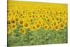 Common Sunflower, Helianthus annuus, field in bloom, Texas, USA-Rolf Nussbaumer-Stretched Canvas