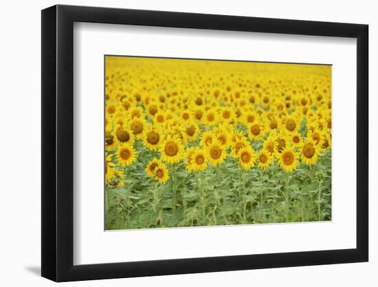 Common Sunflower, Helianthus annuus, field in bloom, Texas, USA-Rolf Nussbaumer-Framed Photographic Print