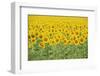 Common Sunflower, Helianthus annuus, field in bloom, Texas, USA-Rolf Nussbaumer-Framed Photographic Print