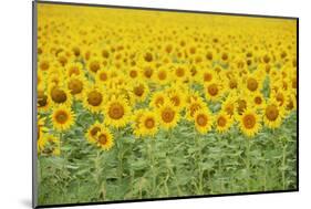 Common Sunflower, Helianthus annuus, field in bloom, Texas, USA-Rolf Nussbaumer-Mounted Photographic Print