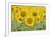 Common Sunflower, Helianthus annuus, field in bloom, Texas, USA-Rolf Nussbaumer-Framed Photographic Print
