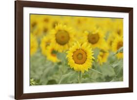 Common Sunflower, Helianthus annuus, field in bloom, Texas, USA-Rolf Nussbaumer-Framed Photographic Print