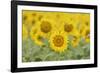 Common Sunflower, Helianthus annuus, field in bloom, Texas, USA-Rolf Nussbaumer-Framed Photographic Print