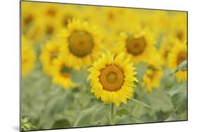 Common Sunflower, Helianthus annuus, field in bloom, Texas, USA-Rolf Nussbaumer-Mounted Photographic Print