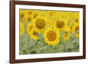 Common Sunflower, Helianthus annuus, field in bloom, Texas, USA-Rolf Nussbaumer-Framed Photographic Print