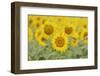 Common Sunflower, Helianthus annuus, field in bloom, Texas, USA-Rolf Nussbaumer-Framed Photographic Print