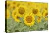 Common Sunflower, Helianthus annuus, field in bloom, Texas, USA-Rolf Nussbaumer-Stretched Canvas