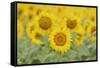 Common Sunflower, Helianthus annuus, field in bloom, Texas, USA-Rolf Nussbaumer-Framed Stretched Canvas