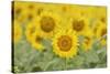 Common Sunflower, Helianthus annuus, field in bloom, Texas, USA-Rolf Nussbaumer-Stretched Canvas