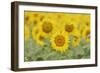 Common Sunflower, Helianthus annuus, field in bloom, Texas, USA-Rolf Nussbaumer-Framed Photographic Print