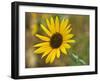 Common sunflower in Kansas-Michael Scheufler-Framed Photographic Print