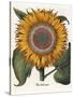 Common Sunflower-null-Stretched Canvas