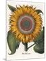 Common Sunflower-null-Mounted Giclee Print