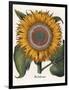 Common Sunflower-null-Framed Giclee Print