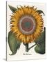 Common Sunflower-null-Stretched Canvas