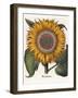 Common Sunflower-null-Framed Giclee Print