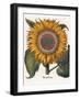 Common Sunflower-null-Framed Giclee Print