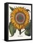 Common Sunflower-null-Framed Stretched Canvas