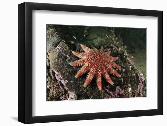 Common Sunstar (Crossaster Papposus), Berwickshire, Scotland, UK, October-Linda Pitkin-Framed Photographic Print