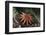 Common Sunstar (Crossaster Papposus), Berwickshire, Scotland, UK, October-Linda Pitkin-Framed Photographic Print