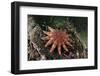 Common Sunstar (Crossaster Papposus), Berwickshire, Scotland, UK, October-Linda Pitkin-Framed Photographic Print