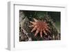 Common Sunstar (Crossaster Papposus), Berwickshire, Scotland, UK, October-Linda Pitkin-Framed Photographic Print