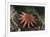 Common Sunstar (Crossaster Papposus), Berwickshire, Scotland, UK, October-Linda Pitkin-Framed Photographic Print