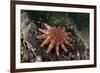 Common Sunstar (Crossaster Papposus), Berwickshire, Scotland, UK, October-Linda Pitkin-Framed Photographic Print