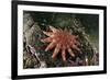 Common Sunstar (Crossaster Papposus), Berwickshire, Scotland, UK, October-Linda Pitkin-Framed Photographic Print