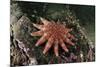 Common Sunstar (Crossaster Papposus), Berwickshire, Scotland, UK, October-Linda Pitkin-Mounted Photographic Print