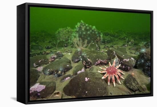 Common Sunstar (Crossaster Papposus), Brittlestars and Sealoch Anemones in Loch Duich, Scotland, UK-Alex Mustard-Framed Stretched Canvas