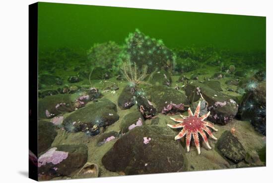 Common Sunstar (Crossaster Papposus), Brittlestars and Sealoch Anemones in Loch Duich, Scotland, UK-Alex Mustard-Stretched Canvas