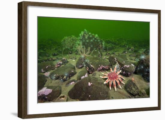 Common Sunstar (Crossaster Papposus), Brittlestars and Sealoch Anemones in Loch Duich, Scotland, UK-Alex Mustard-Framed Photographic Print