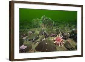 Common Sunstar (Crossaster Papposus), Brittlestars and Sealoch Anemones in Loch Duich, Scotland, UK-Alex Mustard-Framed Photographic Print