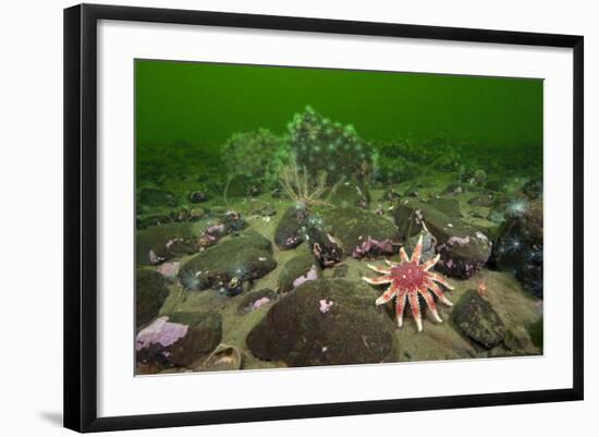 Common Sunstar (Crossaster Papposus), Brittlestars and Sealoch Anemones in Loch Duich, Scotland, UK-Alex Mustard-Framed Photographic Print