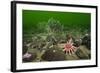 Common Sunstar (Crossaster Papposus), Brittlestars and Sealoch Anemones in Loch Duich, Scotland, UK-Alex Mustard-Framed Photographic Print