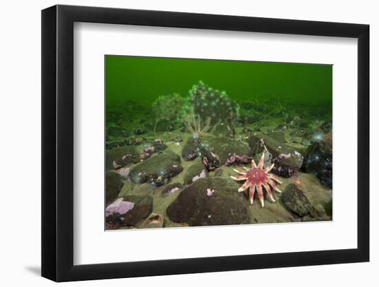 Common Sunstar (Crossaster Papposus), Brittlestars and Sealoch Anemones in Loch Duich, Scotland, UK-Alex Mustard-Framed Photographic Print