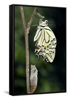 Common Swallowtail Butterfly-Paul Harcourt Davies-Framed Stretched Canvas
