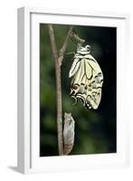 Common Swallowtail Butterfly-Paul Harcourt Davies-Framed Photographic Print