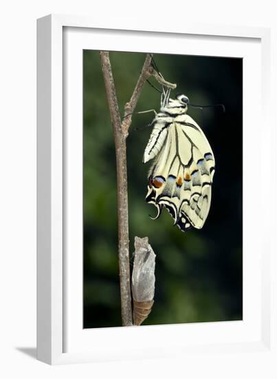 Common Swallowtail Butterfly-Paul Harcourt Davies-Framed Photographic Print