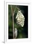 Common Swallowtail Butterfly-Paul Harcourt Davies-Framed Photographic Print