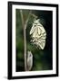 Common Swallowtail Butterfly-Paul Harcourt Davies-Framed Photographic Print