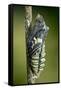 Common Swallowtail Chrysalis-Paul Harcourt Davies-Framed Stretched Canvas