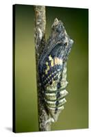 Common Swallowtail Chrysalis-Paul Harcourt Davies-Stretched Canvas