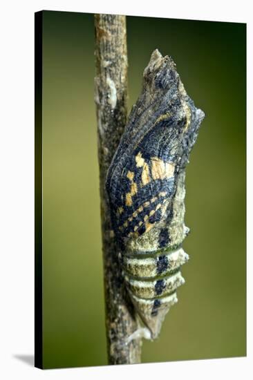 Common Swallowtail Chrysalis-Paul Harcourt Davies-Stretched Canvas