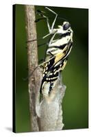 Common Swallowtail Chrysalis-Paul Harcourt Davies-Stretched Canvas