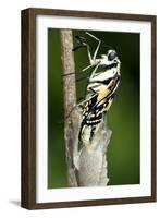 Common Swallowtail Chrysalis-Paul Harcourt Davies-Framed Photographic Print