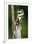 Common Swallowtail Chrysalis-Paul Harcourt Davies-Framed Photographic Print